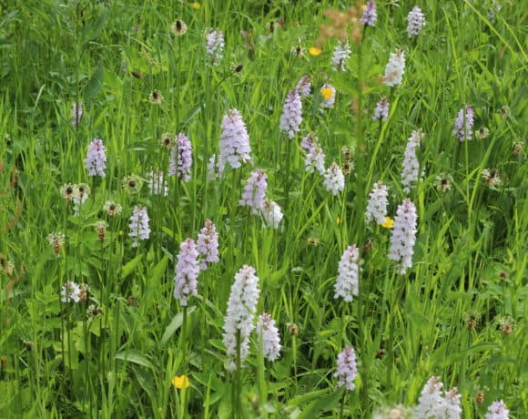Flore & habitats naturels